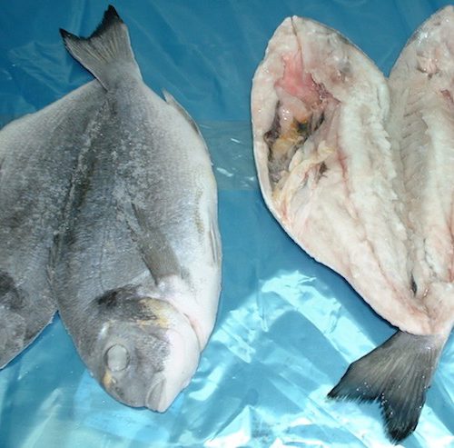 LUBINA EVISCERADA